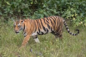 Forest Department captures tiger in thrilling operation